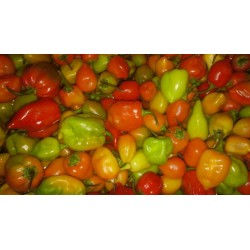 Piment frais (le sachet)